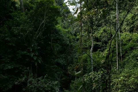 Manaus: City Tour with MUSA Museum and INPA Forest