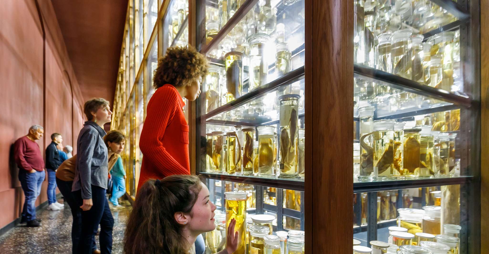 Biglietto d'ingresso del Museo di Storia Naturale di Berlino - Hizvo