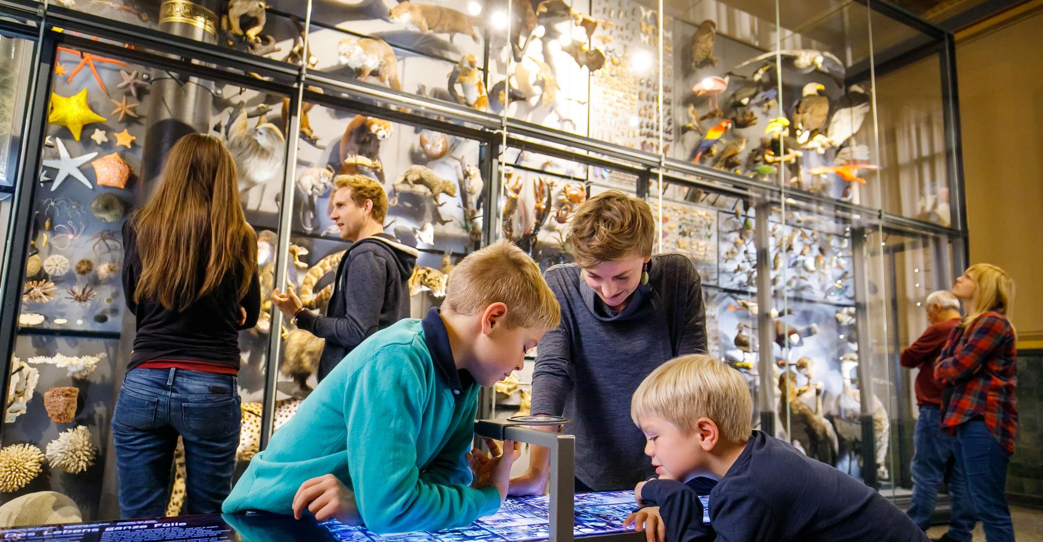 Biglietto d'ingresso del Museo di Storia Naturale di Berlino - Hizvo