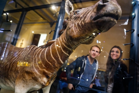 Berlin : billet d'entrée au musée d'histoire naturelle