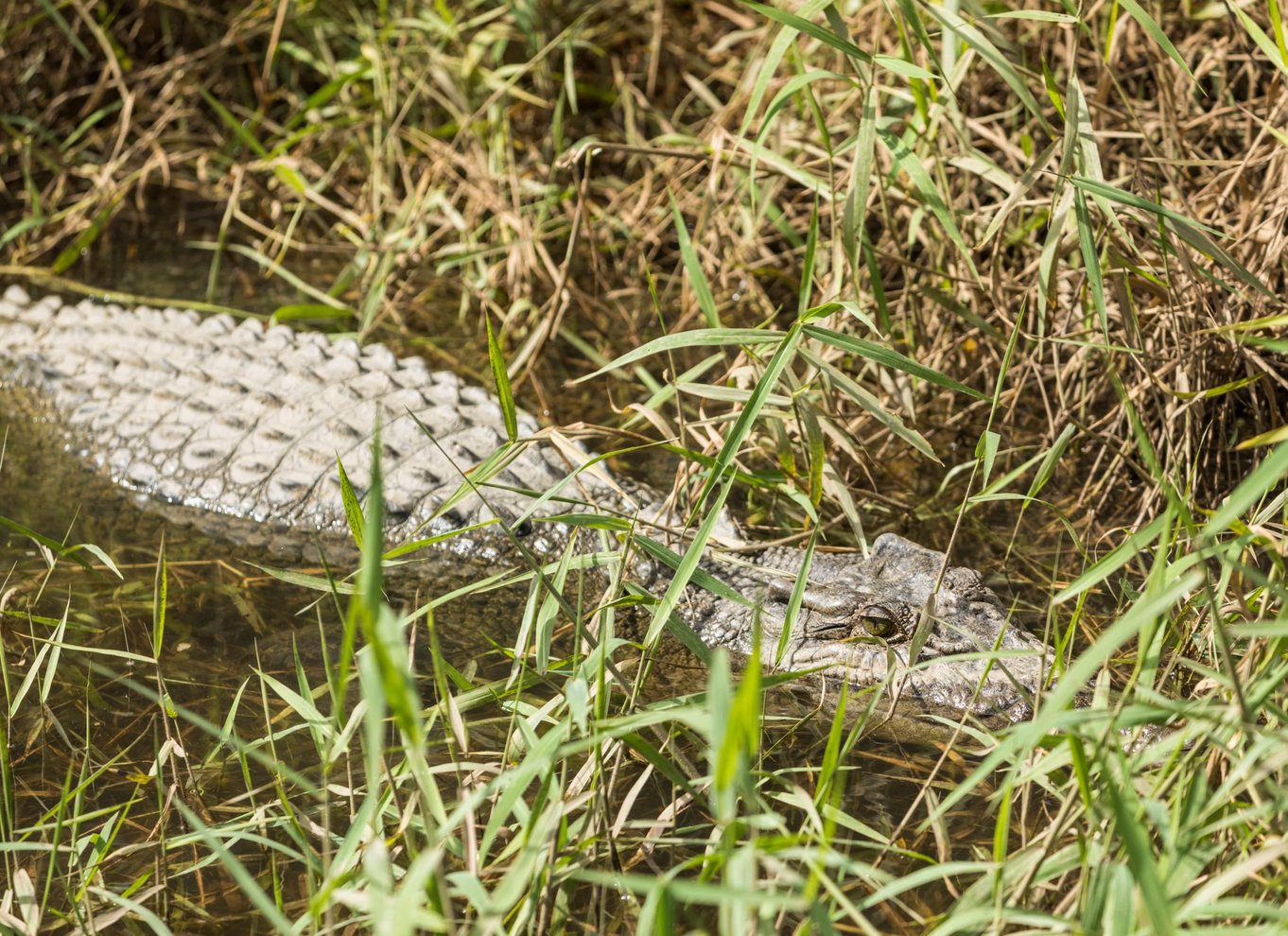 Fra Cairns: Daintree Rainforest & Cape Tribulation 4WD-tur