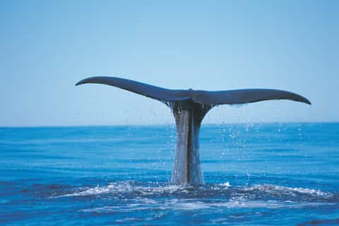 Kaikoura Day Tour & Whale Watching Cruise from Christchurch