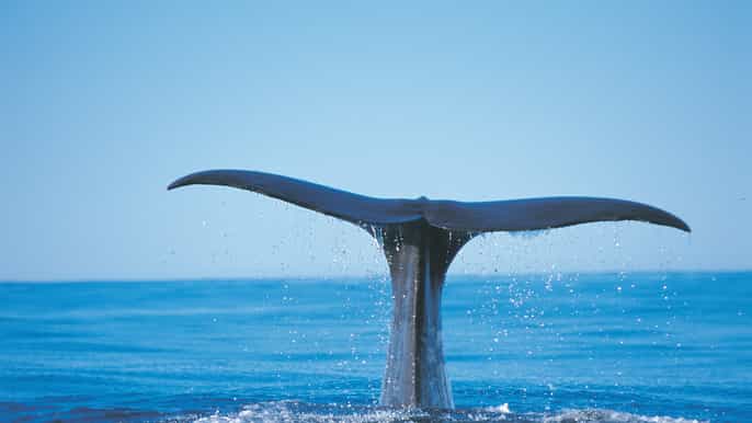 kaikoura day tour whale watching cruise from christchurch