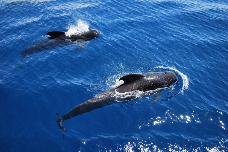 Teneryfa: rejs statkiem wikingów i obserwacja waleni