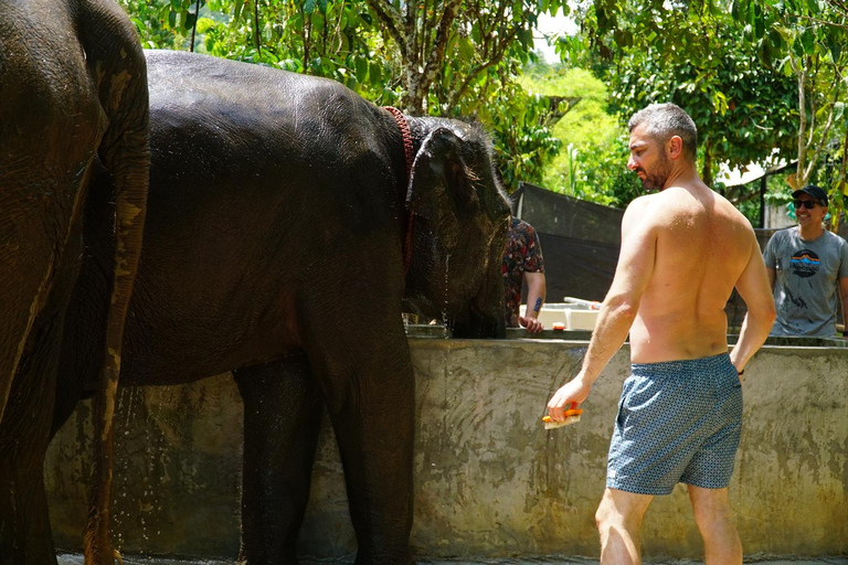 Koh Samui: Halvdags etisk elefantreservat med lera-spaMötesplats vid Samui Elephant Spa (ingen transfer från hotellet)