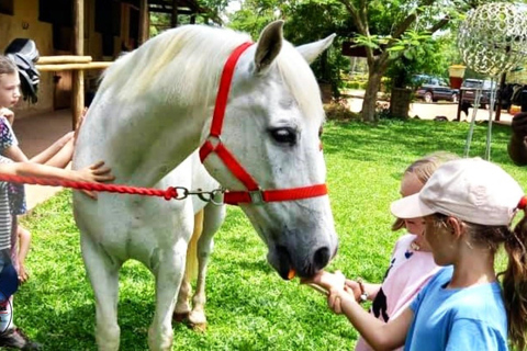 UGANDA - KWIKSTAARTEN - PAARDENKNUFFELS - DIERENTUINVERHALEN - MINISAFARI