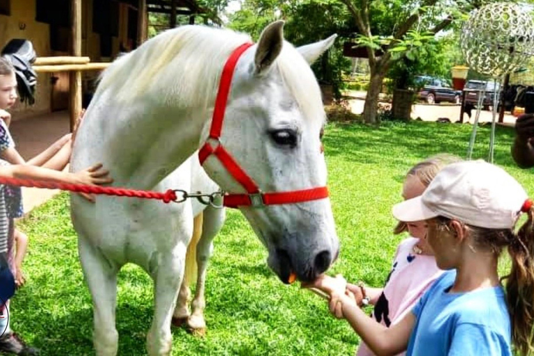 UGANDA - KWIKSTAARTEN - PAARDENKNUFFELS - DIERENTUINVERHALEN - MINISAFARI