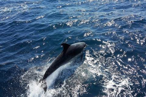 Lagos: 90-minutowa obserwacja delfinów przez katamaranOpcja standardowa