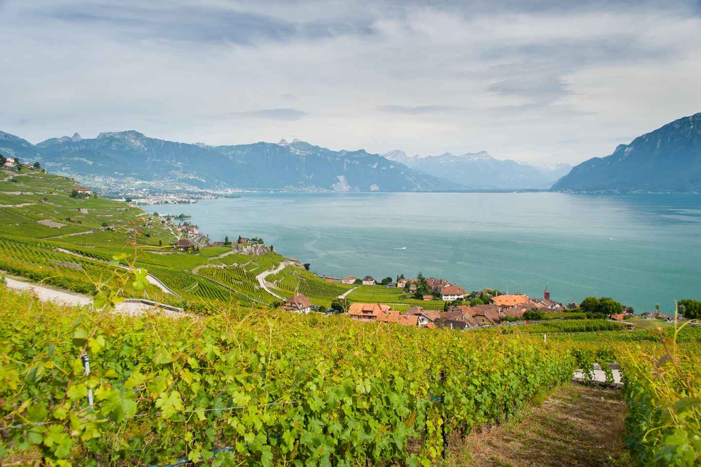 lavaux