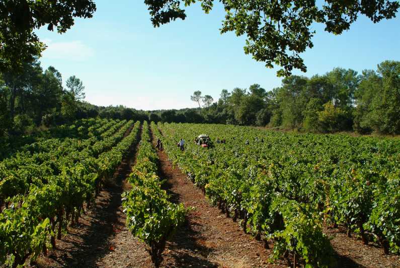 Luberon: Full-Day Wine Tour from Marseille