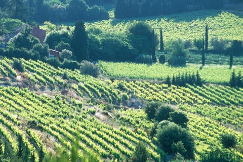 Bandol i Cassis: całodniowa wycieczka po winnicach z Marsylii