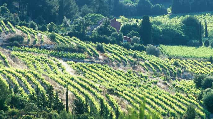 bandol and cassis full day wine tour from marseille
