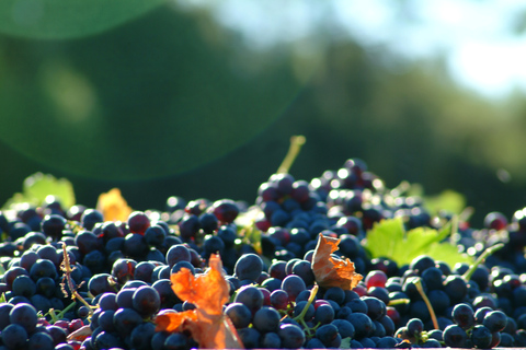 Bandol und Cassis: Ganztägige Weintour ab MarseilleBandol und Cassis: Ganztagestour von Marseille zum Wein