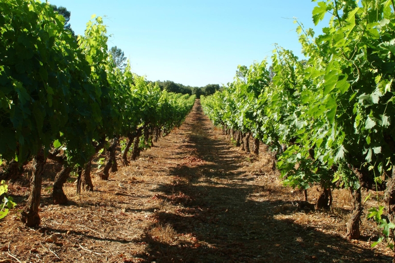 Bandol i Cassis: całodniowa wycieczka po winnicach z Marsylii