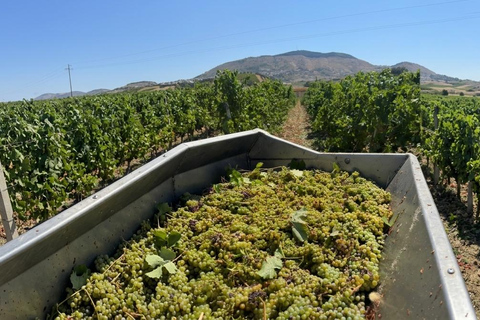 Vini Cassarà: Tour with Wine and Limoncello Tasting