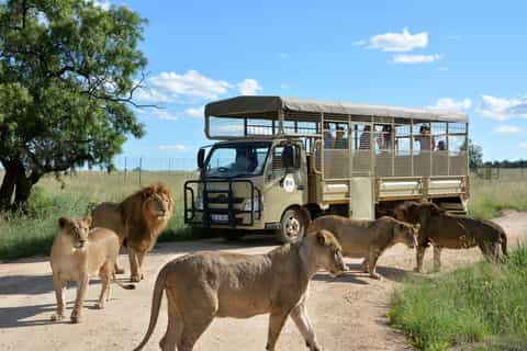 Lion and Safari Park & Cradle of Humankind Full-Day Tour