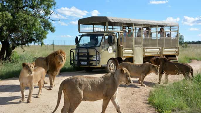 lion and safari park cradle of humankind fullday tour
