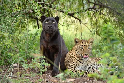Lion and Safari Park & Cradle of Humankind Full-Day Tour