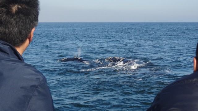 Visit Hermanus Boat Based Whale Watching Experience in Hermanus