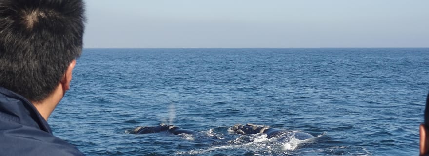 Hermanus : Observation des baleines en bateau