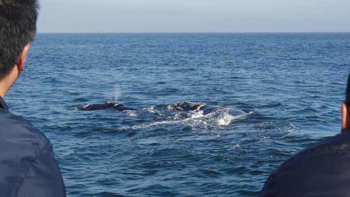 Hermanus: observación de ballenas en barco