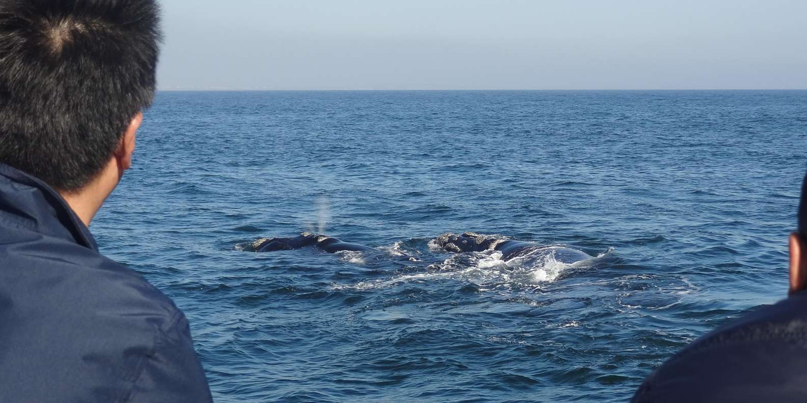 Hermanus: Boat Based Whale Watching Experience - 2026 (Verified Reviews)