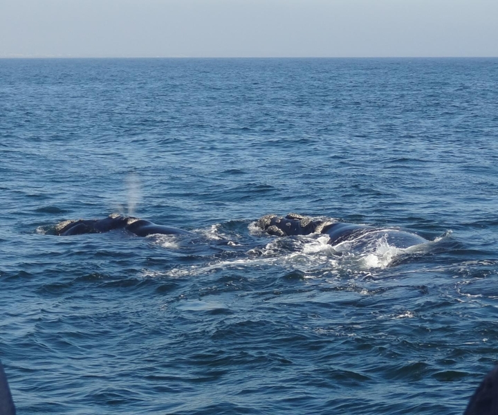 Hermanus: Boat Based Whale Watching Experience