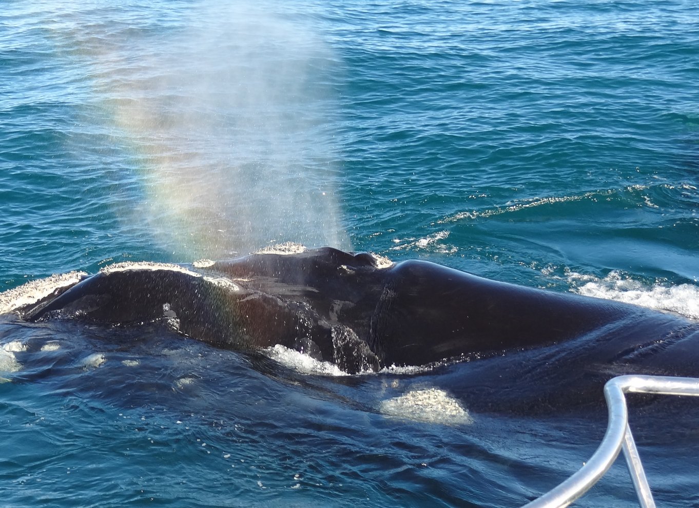 Hermanus: Bådbaseret hvalsafari-oplevelse