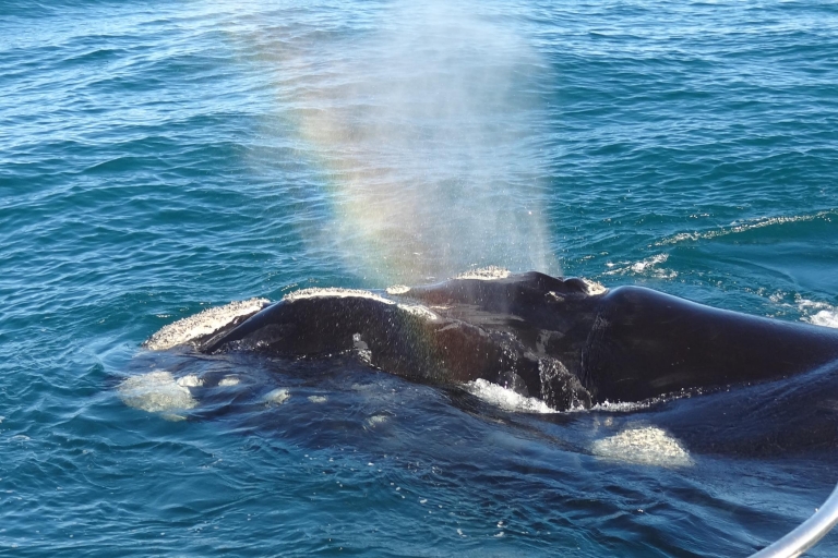 Hermanus: observación de ballenas en barcoHermanus: observación de ballenas desde un barco