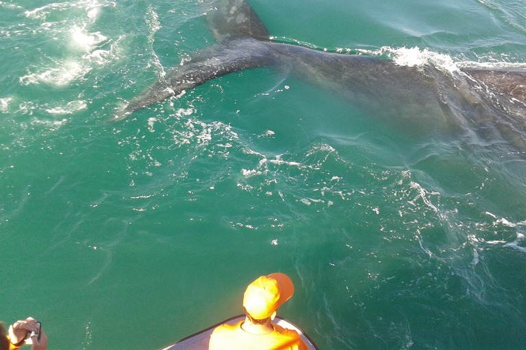 Hermanus: observación de ballenas en barcoHermanus: observación de ballenas desde un barco