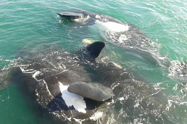 Hermanus: observación de ballenas en barcoHermanus: observación de ballenas desde un barco