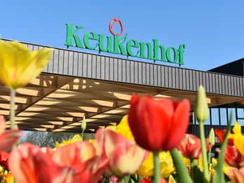 Ab Rotterdam: Keukenhof Park und Blumenfelder Ab Rotterdam: Keukenhof Park und Blumenfelder