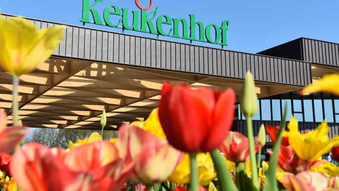 parque keukenhof y campos de flores desde róterdam
