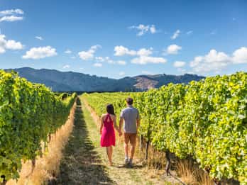 Von San Francisco: 2-Day Muir Woods & Wine Tasting Tour Von San Francisco: 2-Day Muir Woods & Wine Tasting Tour