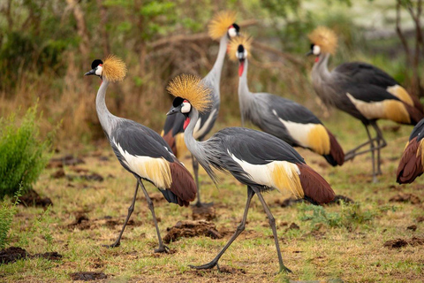 Explorez le safari de 2 jours dans le cratère du Ngorongoro