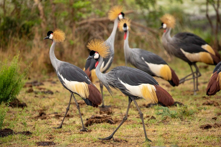 Explorez le safari de 2 jours dans le cratère du Ngorongoro