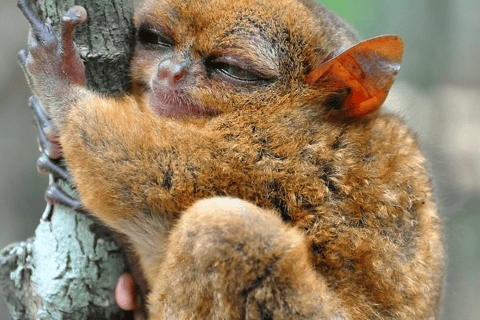 Bohol: Chocolate Hills Tour with Loboc River Cruise & Lunch Chocolate Hills Tour with Loboc River Cruise (Shared)