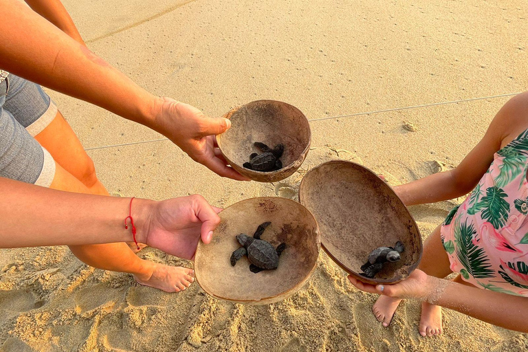 Z Huatulco: doświadczenie wypuszczania małych żółwi morskichZ Huatulco: wypuszczenie małych żółwi morskich