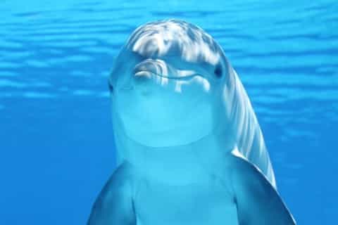 Hurghada: Swimming with Dolphins & Snorkeling Tour & Lunch