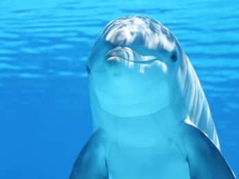 Hurghada: Schwimmen mit Delfinen, Schnorcheln & Mittagessen Hurghada: Schwimmen mit Delfinen, Schnorcheln & Mittagessen
