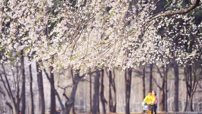 mt. seorak hike and nami island korean beauty scenery tour