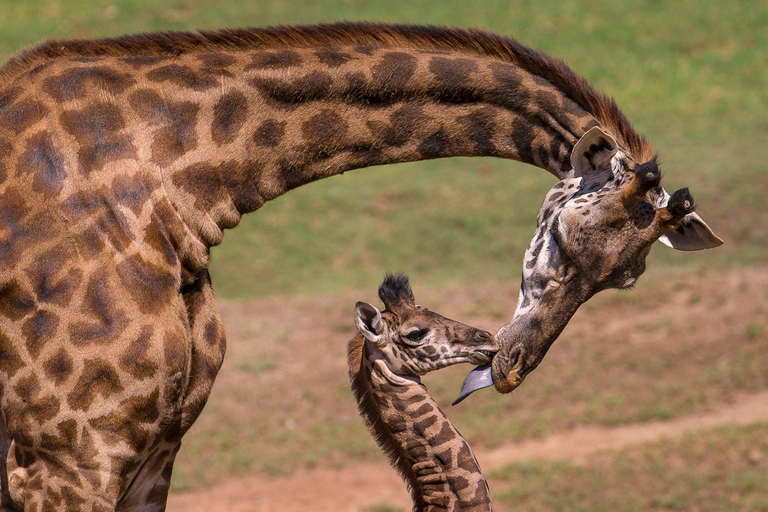 Visite du musée national de Nairobi, du centre des girafes et de Bomas Kenya