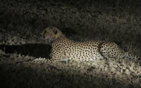 Victoria Falls: Night Game Drive and 3-Course Bush Dinner