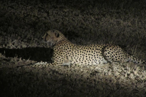 Victoria Falls: Night Game Drive y cena de Bush de 3 platos