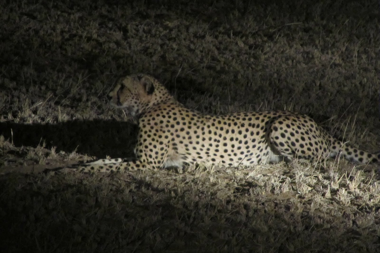 Victoria Falls: Night Game Drive y cena de Bush de 3 platos