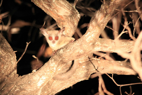 Victoria Falls: Night Game Drive y cena de Bush de 3 platos