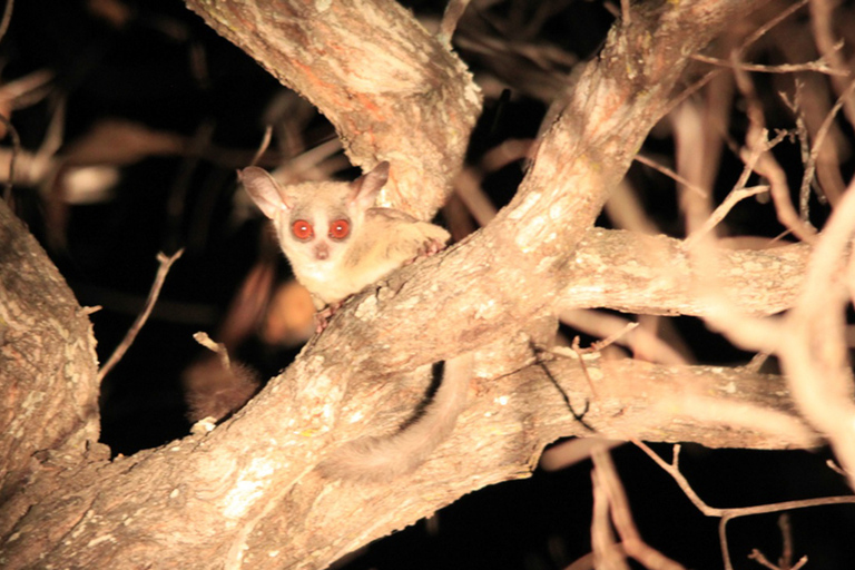 Victoria Falls: night game drive en driegangen bushdiner