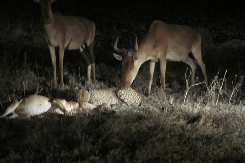 Victoria Falls: night game drive en driegangen bushdiner