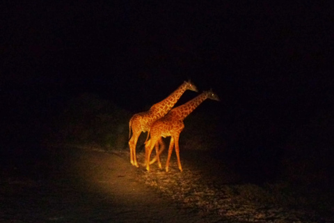 Chutes Victoria: safari nocturne et dîner à trois plats