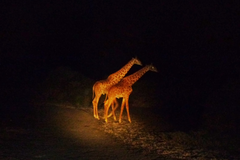 Chutes Victoria: safari nocturne et dîner à trois plats